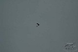 2007 Paratrooper